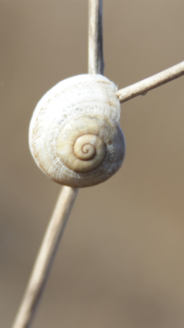 Sfondi White Shell Of Snail 640x1136