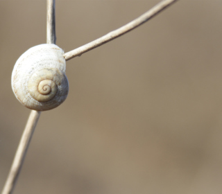White Shell Of Snail - Obrázkek zdarma pro 128x128