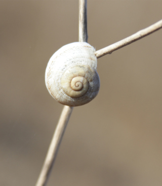 White Shell Of Snail - Obrázkek zdarma pro 132x176