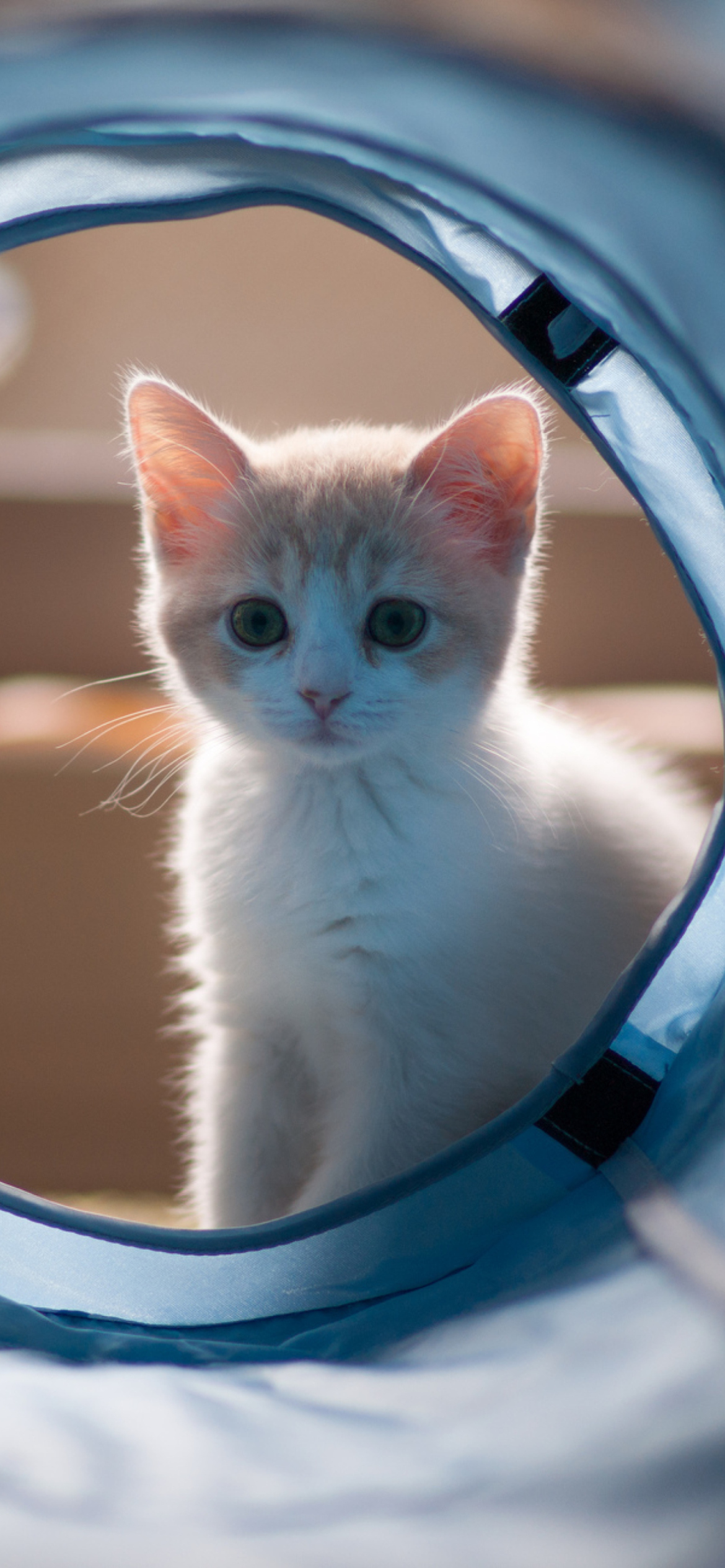 Fondo de pantalla Cute White Kitten 1170x2532