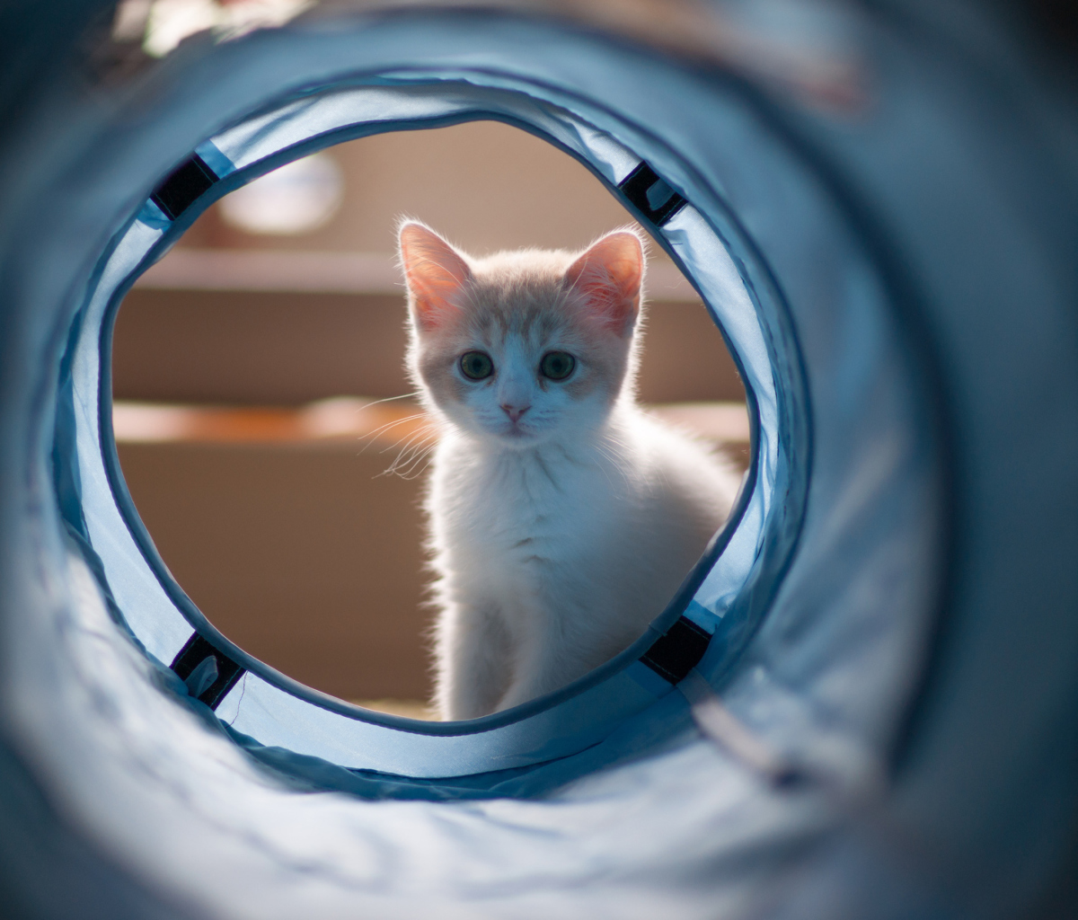 Cute White Kitten wallpaper 1200x1024