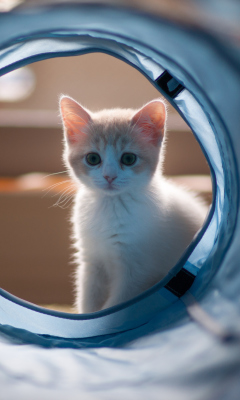 Fondo de pantalla Cute White Kitten 240x400