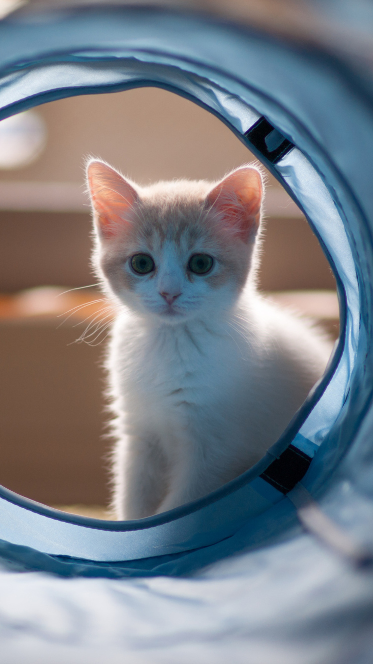 Fondo de pantalla Cute White Kitten 750x1334