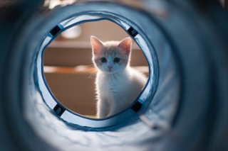 Cute White Kitten - Fondos de pantalla gratis 