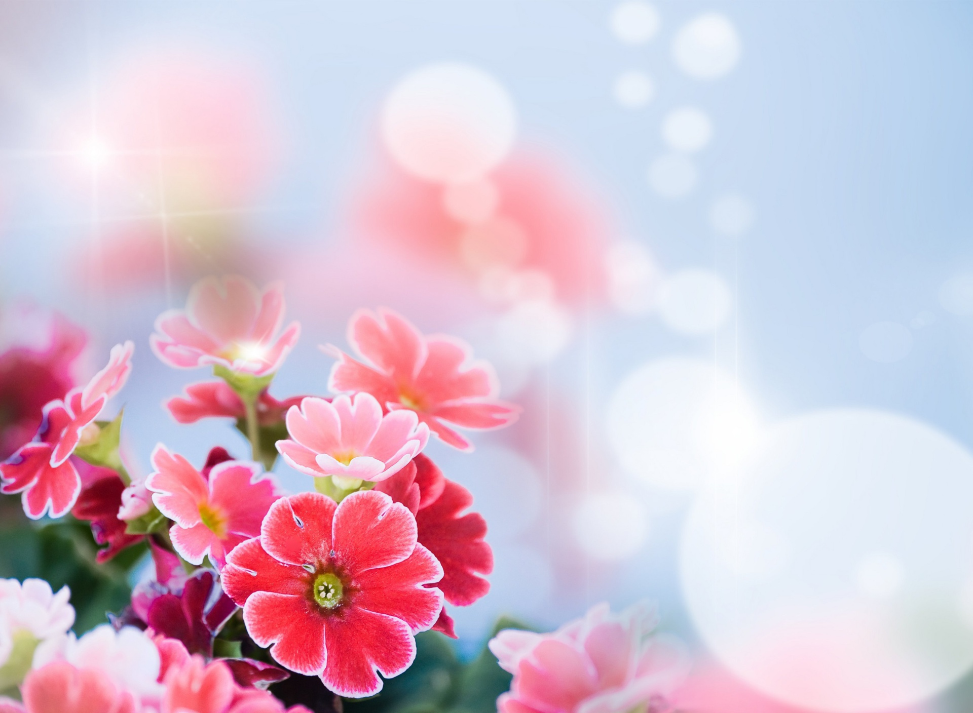 Fondo de pantalla Bokeh Bright Flowers 1920x1408