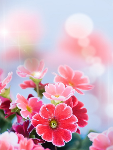 Screenshot №1 pro téma Bokeh Bright Flowers 480x640