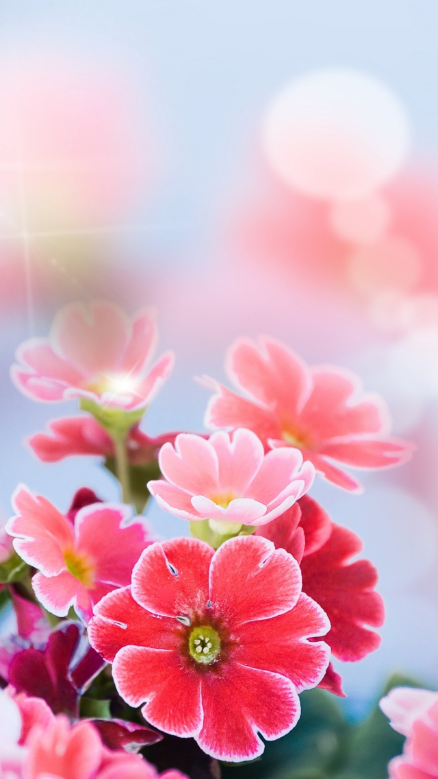 Bokeh Bright Flowers wallpaper 640x1136