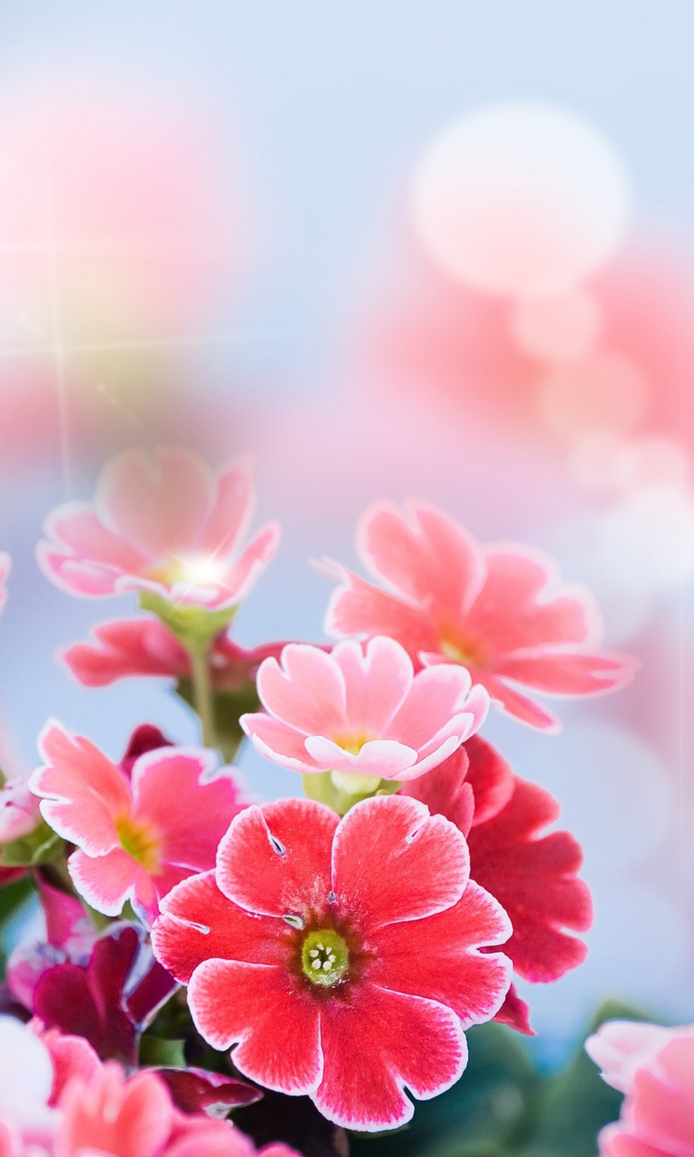 Bokeh Bright Flowers wallpaper 768x1280