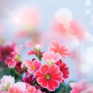 Kostenloses Bokeh Bright Flowers Wallpaper für iPad mini