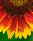 Bright Flower screenshot #1 128x160