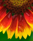 Das Bright Flower Wallpaper 128x160