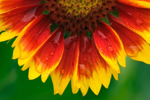 Bright Flower screenshot #1 480x320