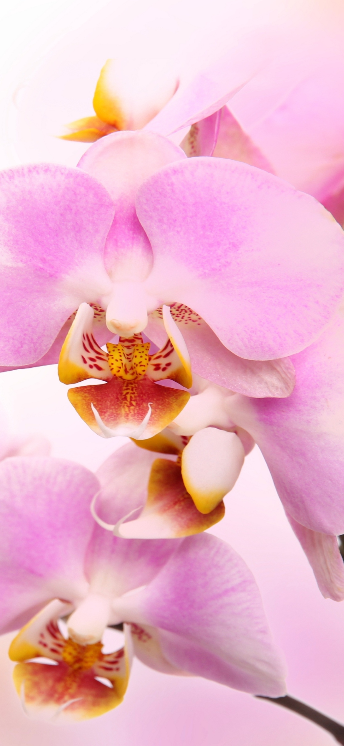 Das Pink Orchid Wallpaper 1170x2532