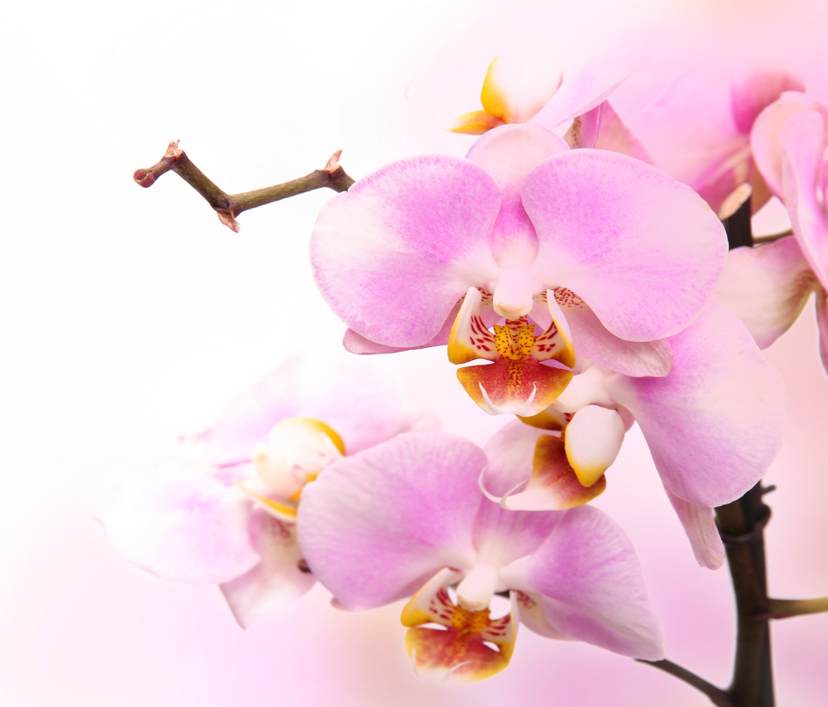 Обои Pink Orchid 1200x1024