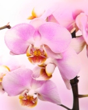 Das Pink Orchid Wallpaper 128x160