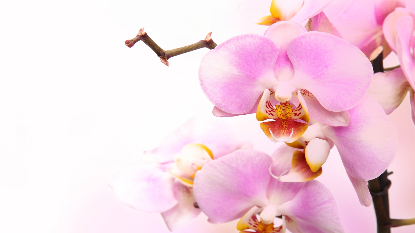 Sfondi Pink Orchid 1366x768