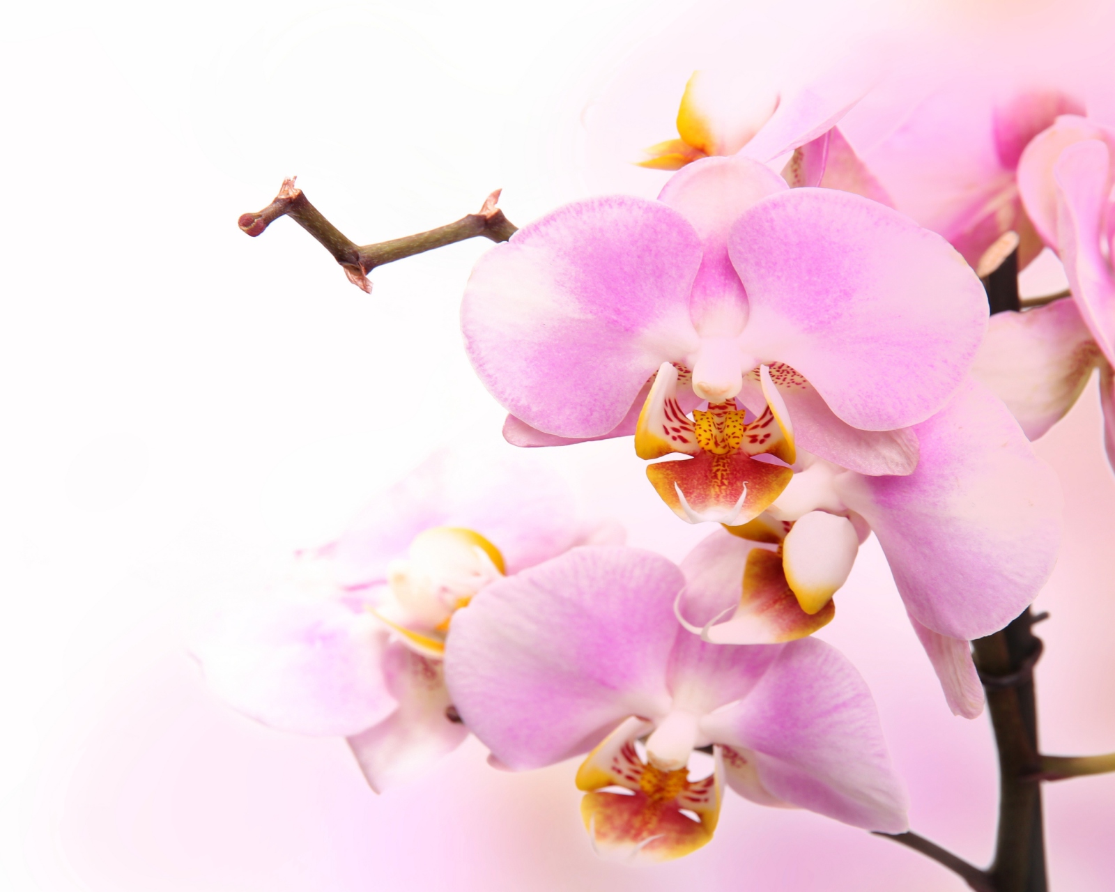 Das Pink Orchid Wallpaper 1600x1280