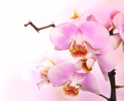 Pink Orchid wallpaper 176x144