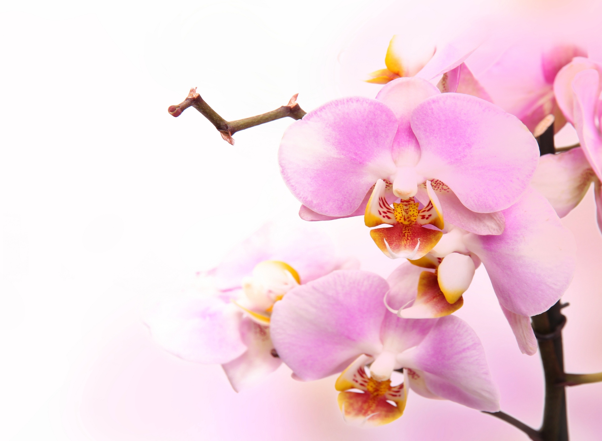 Pink Orchid wallpaper 1920x1408