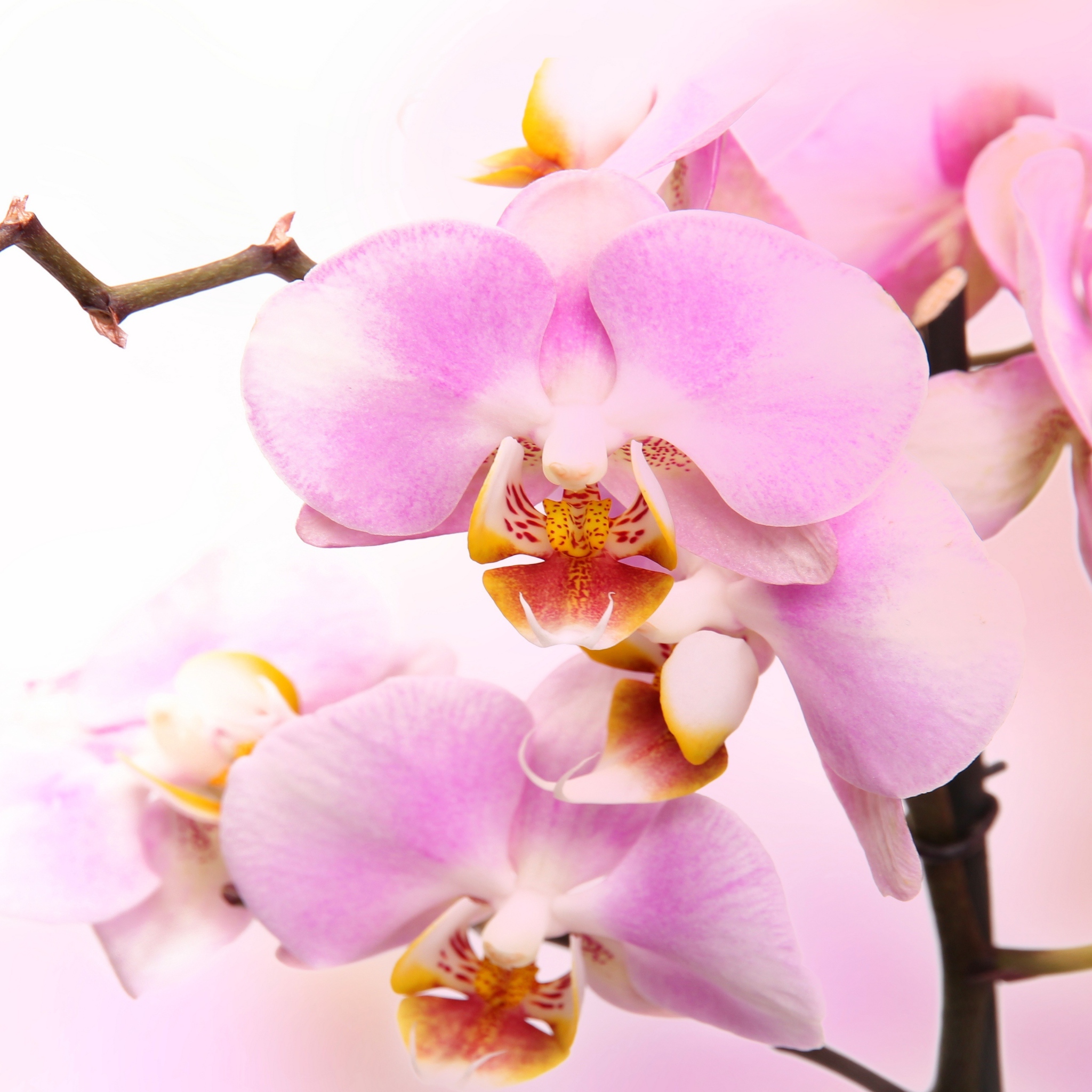Pink Orchid wallpaper 2048x2048
