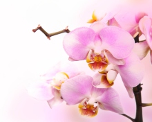 Das Pink Orchid Wallpaper 220x176