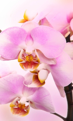Das Pink Orchid Wallpaper 240x400