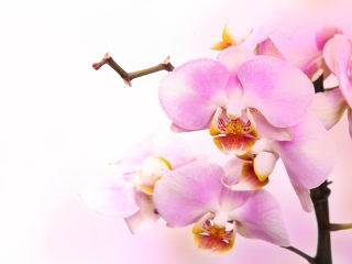 Pink Orchid wallpaper 320x240