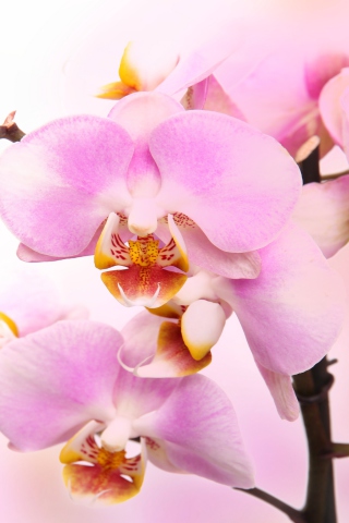 Pink Orchid wallpaper 320x480