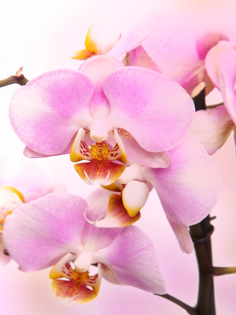Sfondi Pink Orchid 480x640