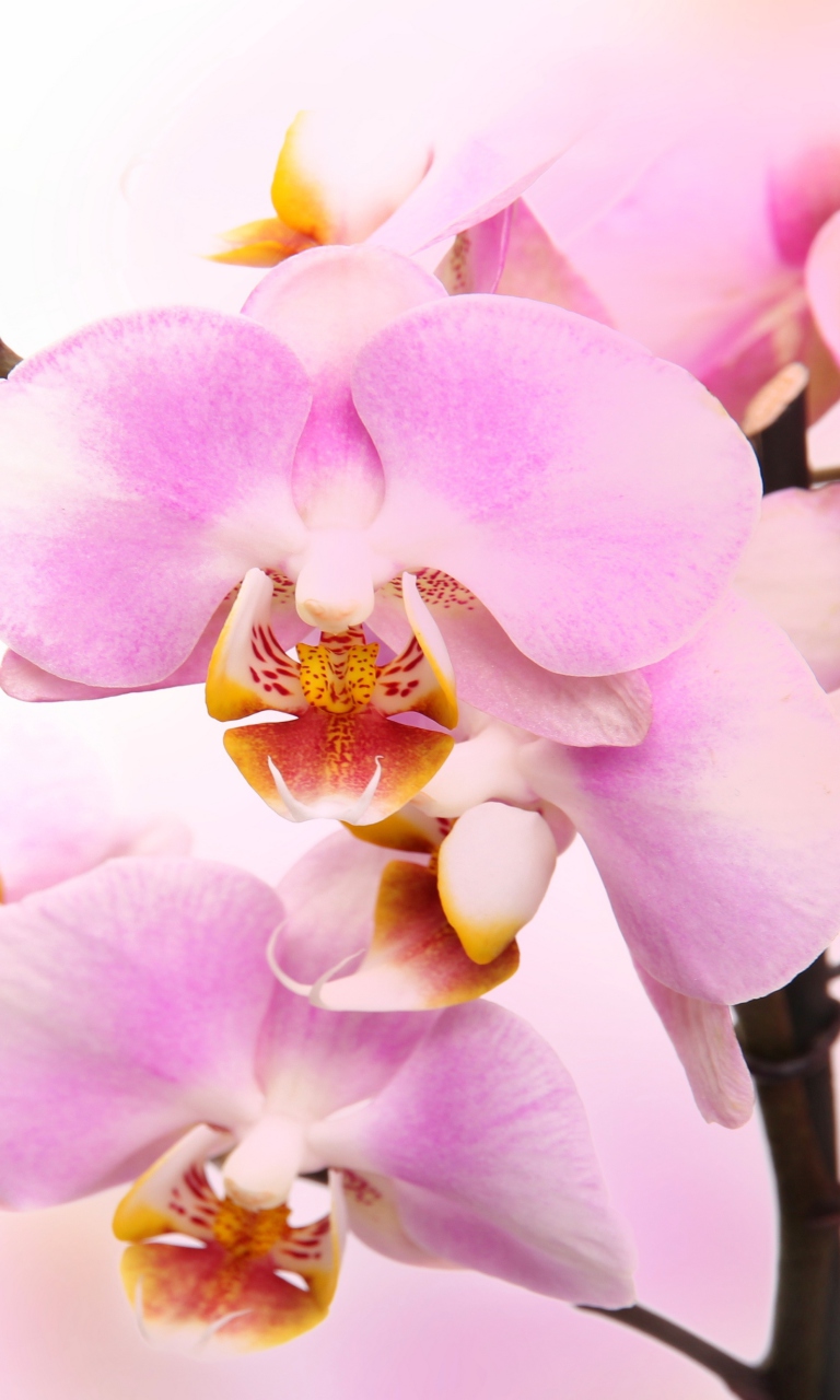 Pink Orchid screenshot #1 768x1280