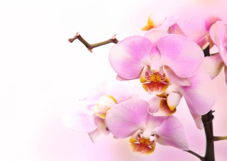 Kostenloses Pink Orchid Wallpaper für Samsung Galaxy Note 4