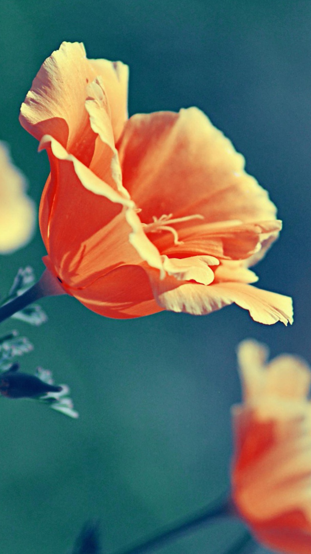 Fondo de pantalla Orange Flower 1080x1920