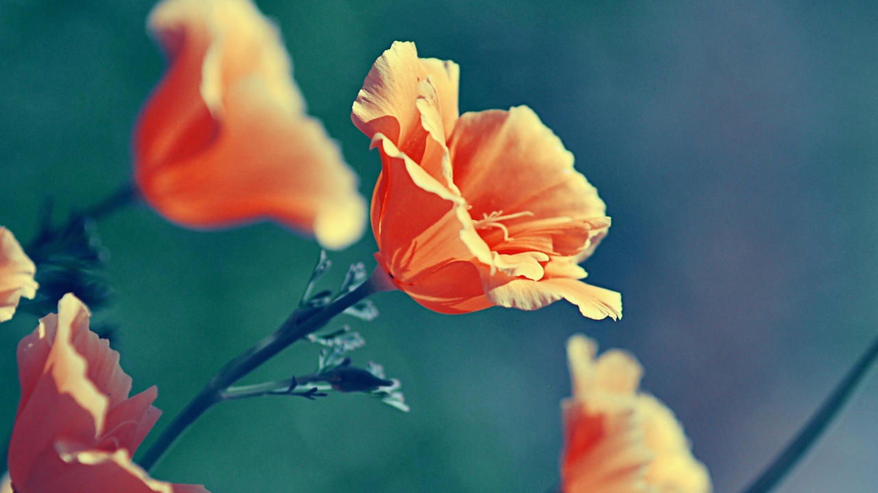 Fondo de pantalla Orange Flower 1280x720