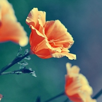 Fondo de pantalla Orange Flower 208x208