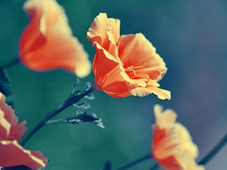 Orange Flower screenshot #1 320x240