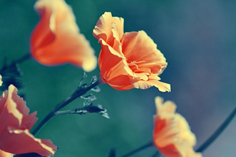 Fondo de pantalla Orange Flower 480x320