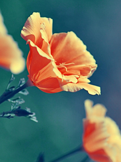 Fondo de pantalla Orange Flower 480x640