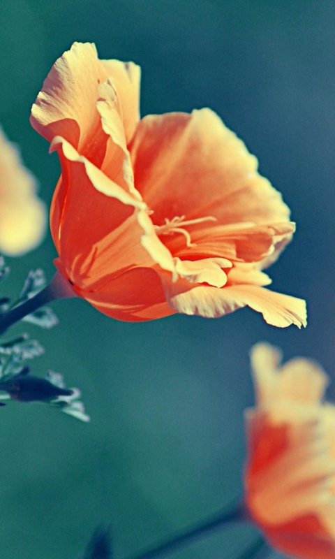 Screenshot №1 pro téma Orange Flower 480x800