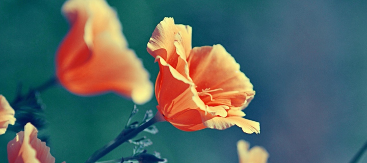Das Orange Flower Wallpaper 720x320