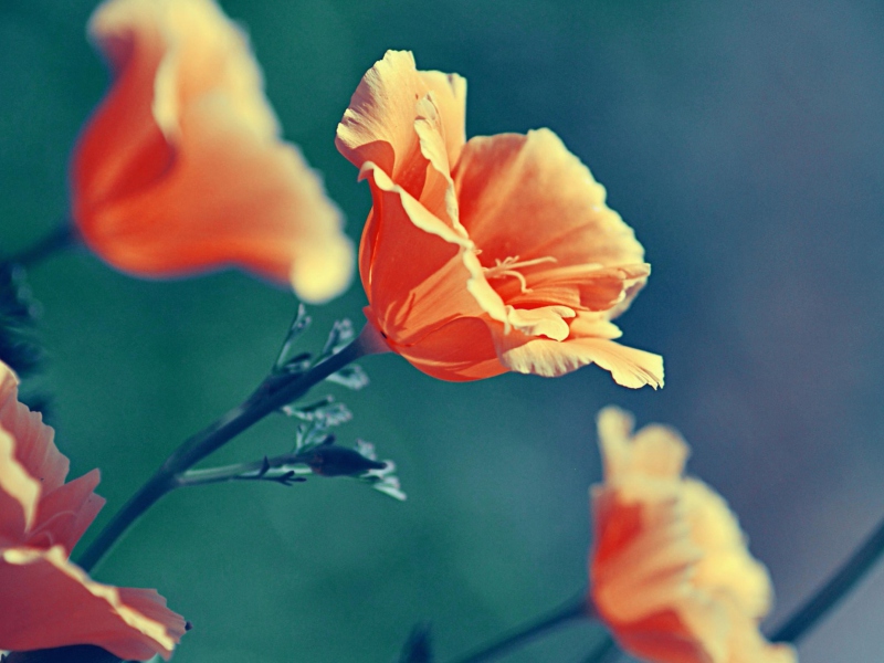 Screenshot №1 pro téma Orange Flower 800x600