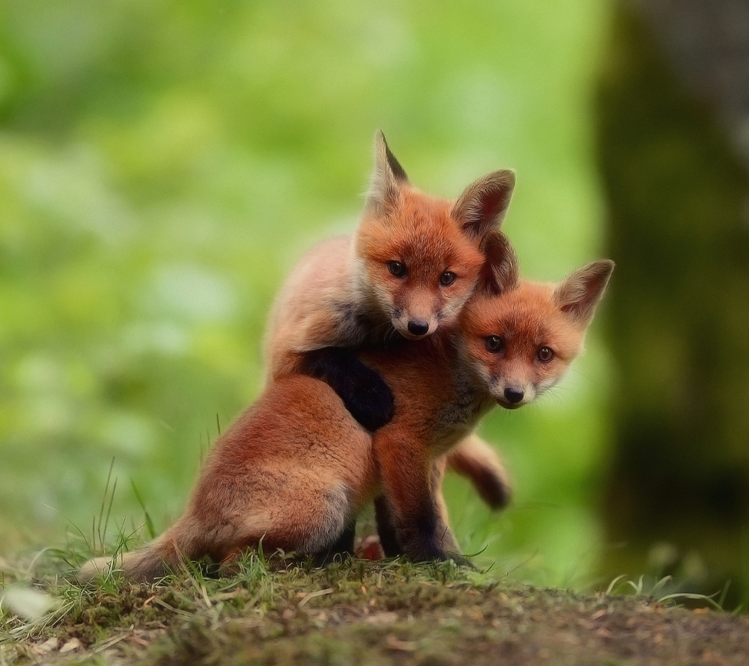 Das Two Little Foxes Wallpaper 1080x960