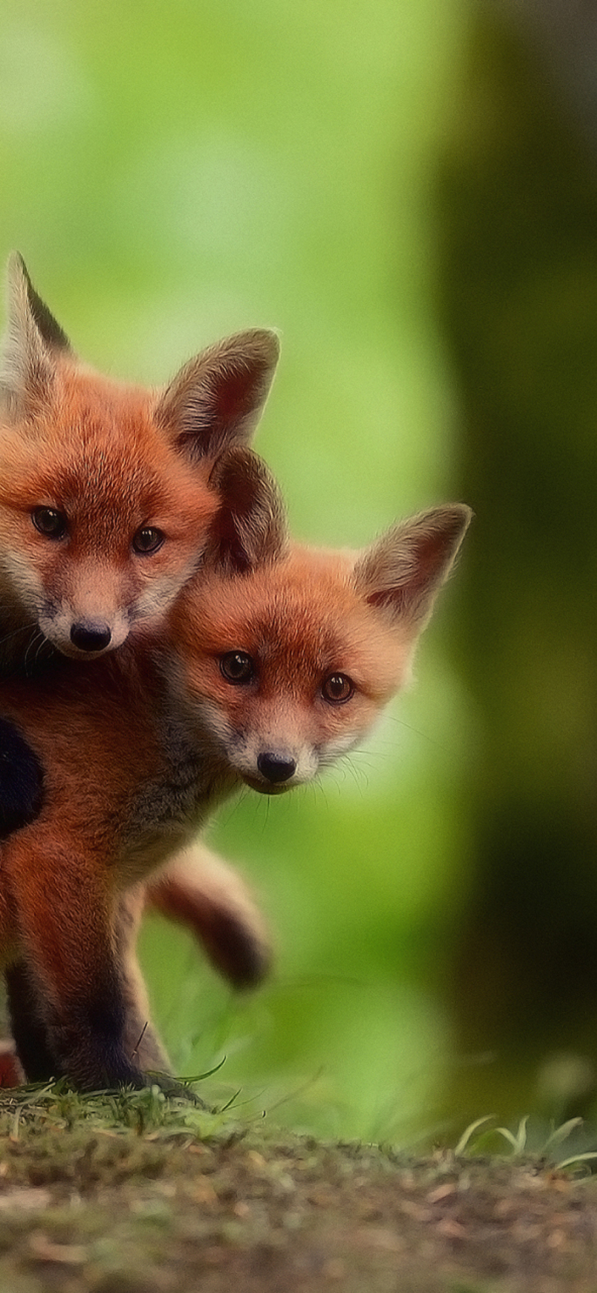 Two Little Foxes wallpaper 1170x2532