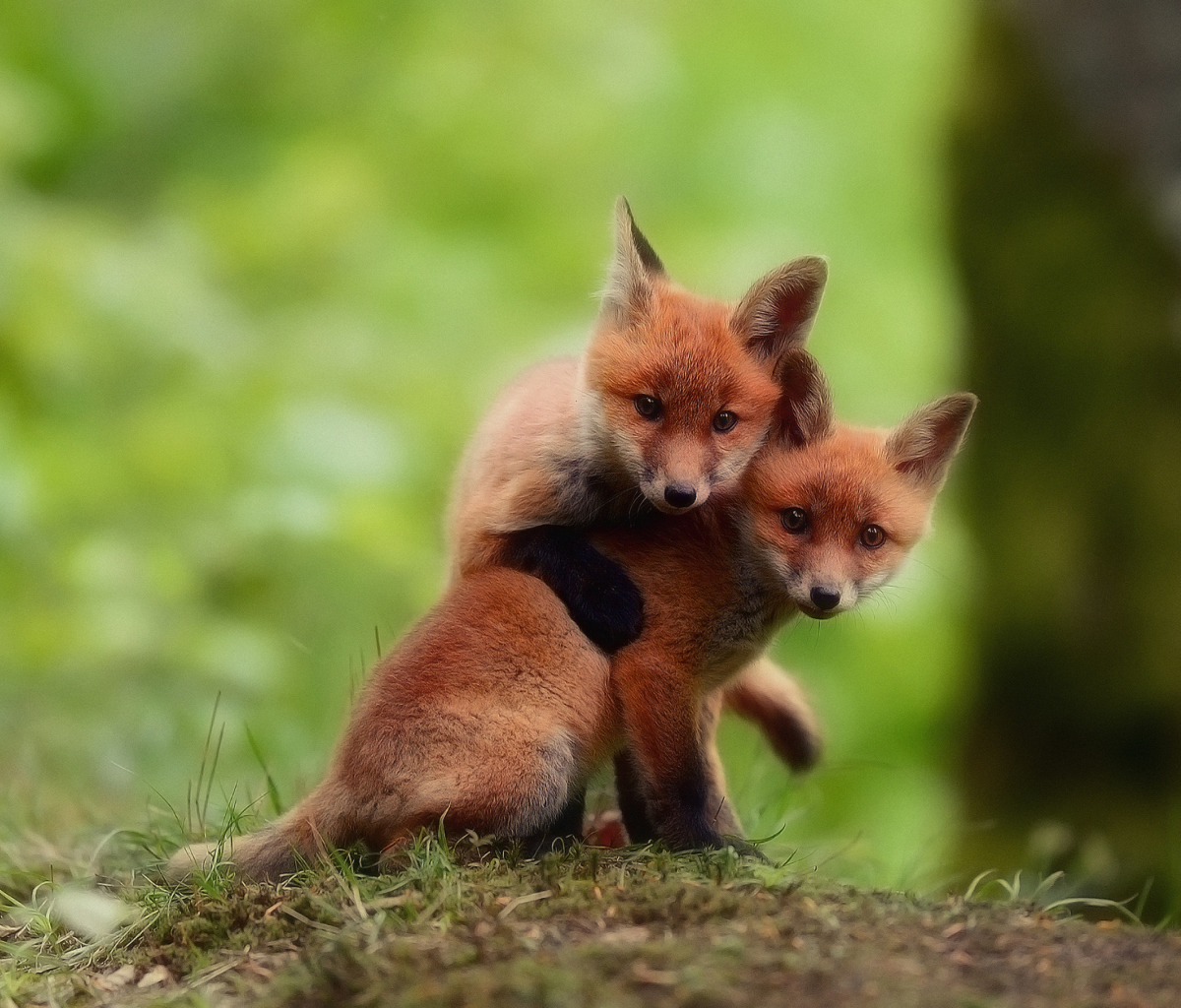 Two Little Foxes wallpaper 1200x1024
