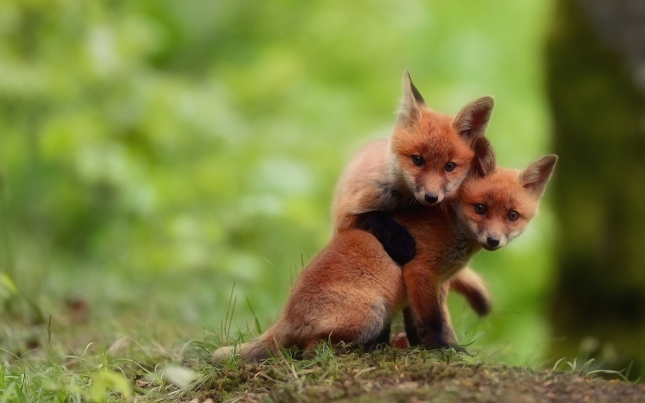 Das Two Little Foxes Wallpaper 1280x800
