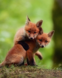 Das Two Little Foxes Wallpaper 128x160