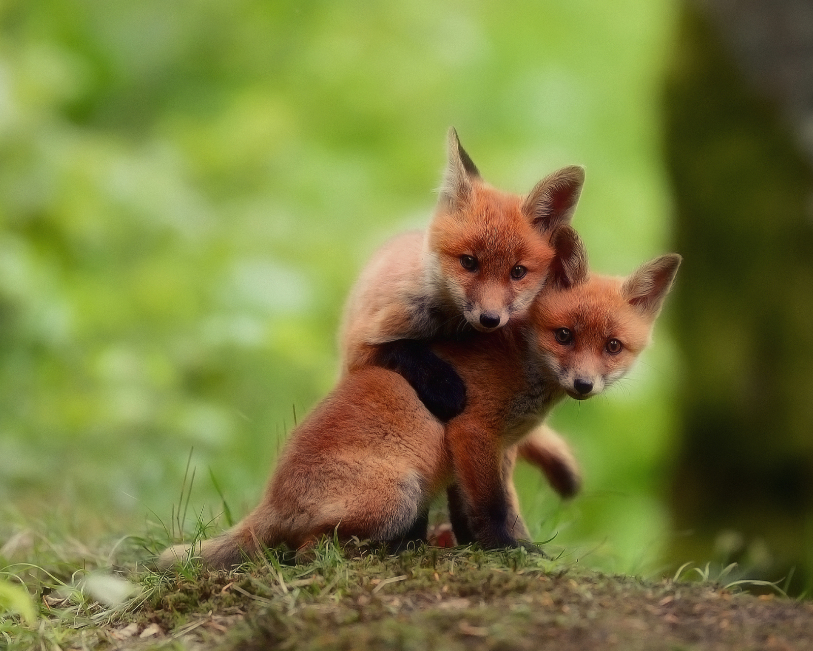 Two Little Foxes wallpaper 1600x1280
