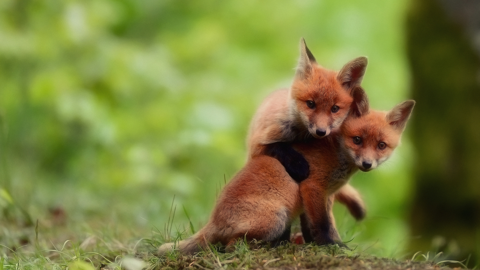 Обои Two Little Foxes 1600x900