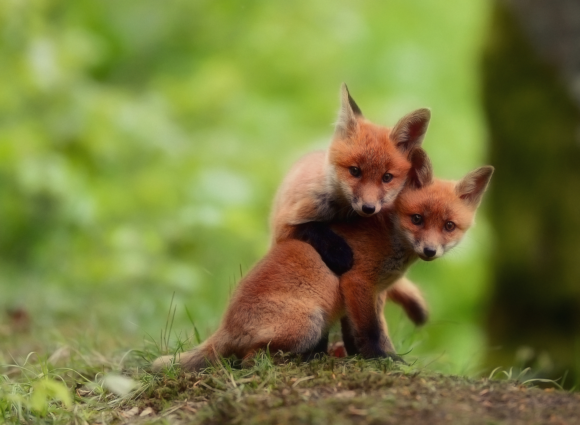 Two Little Foxes wallpaper 1920x1408