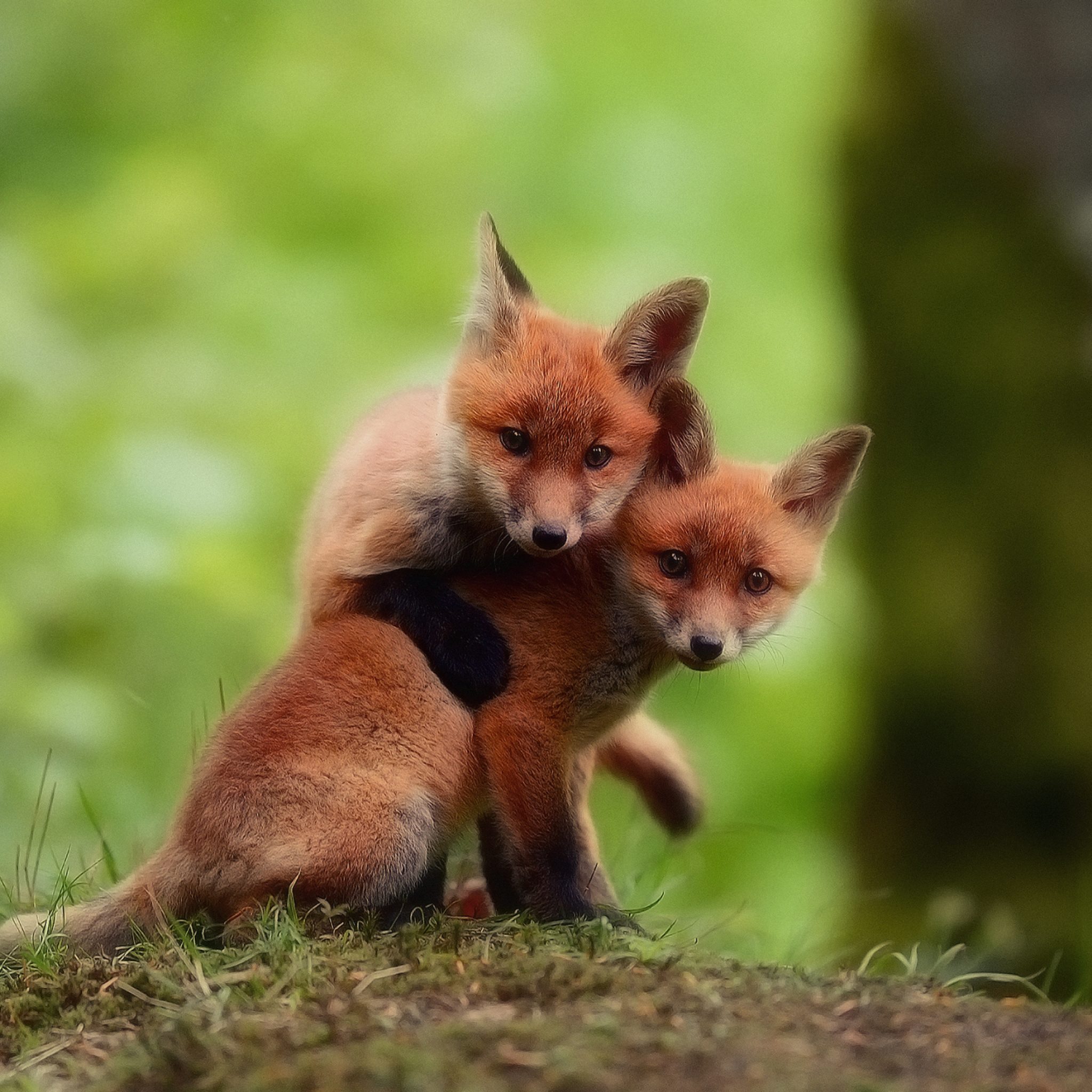 Fondo de pantalla Two Little Foxes 2048x2048
