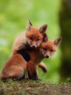 Two Little Foxes wallpaper 240x320